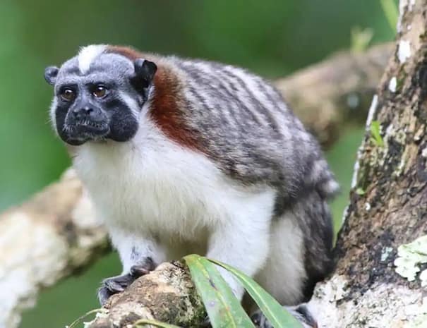 Crystal Cabin Cerro Azul surrounded by lush greenery 01