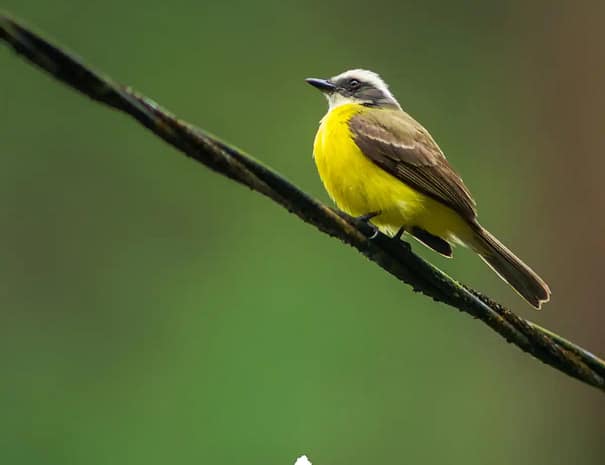 Crystal Cabin Cerro Azul surrounded by lush greenery 01